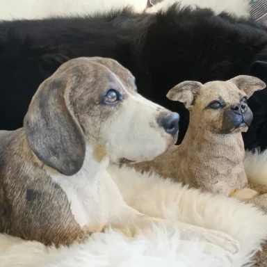 Beagle auf der Couch